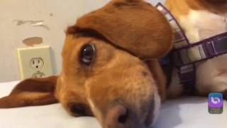 Irina my Dachshund And beagle mix