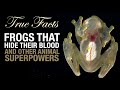 True Facts: Frogs That Hide Their Blood