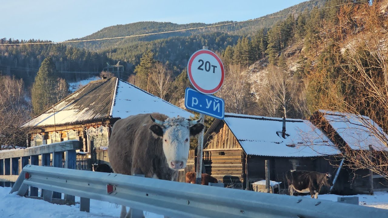 КАК ЖИВЕТ ЗАБЫТАЯ БОГОМ ДЕРЕВНЯ В СИБИРСКОЙ ТАЙГЕ | Богословка Хакасия | ОТКРЫТИЕ НОВОГОДНЕЙ ЕЛКИ