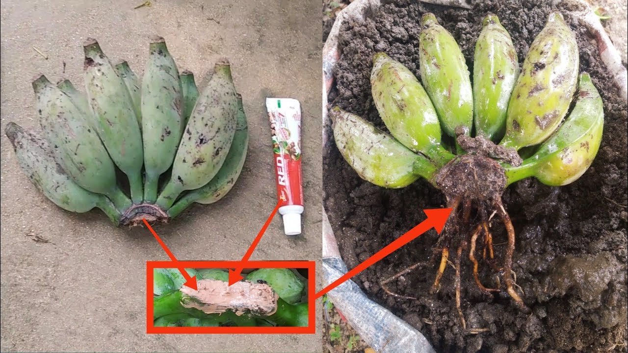 banana growing unique techniques using toothpaste - YouTube