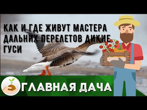 Как и где живут мастера дальних перелетов дикие гуси