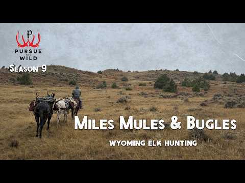 Miles, Mules & Bugles – Wyoming Elk Hunting