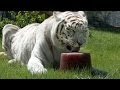 Big cat popsicles