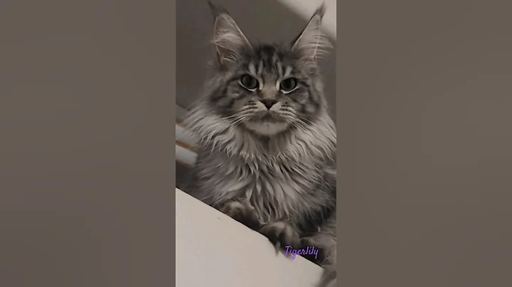 Video 3783441: mainecoon cat kitten pets, maine coon kitten tiger, european maine coon cat, maine coon cat jumping, maine coon cattery, cat kitten climbs, kitty love, cat old