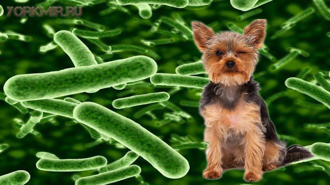 Сальмонеллез у собак. Бактерии в организме животных. Животные микроорганизмы.