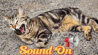 Feline Fact Friday - The Many Sounds of Cats