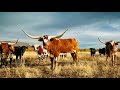 Razas de ganado texas longhorn | razas de bovinos