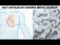 Kalp Hastalıkları Hakkında Merak Edilenler