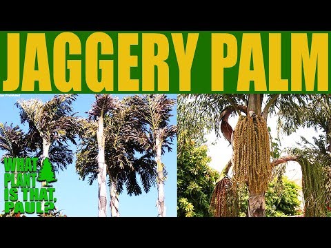 Caryota urens - Jaggery Palm is a species of flowering plant in the palm family.