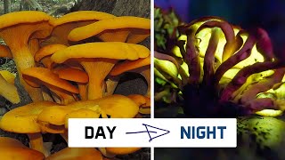 This Mushroom Glows in the Dark