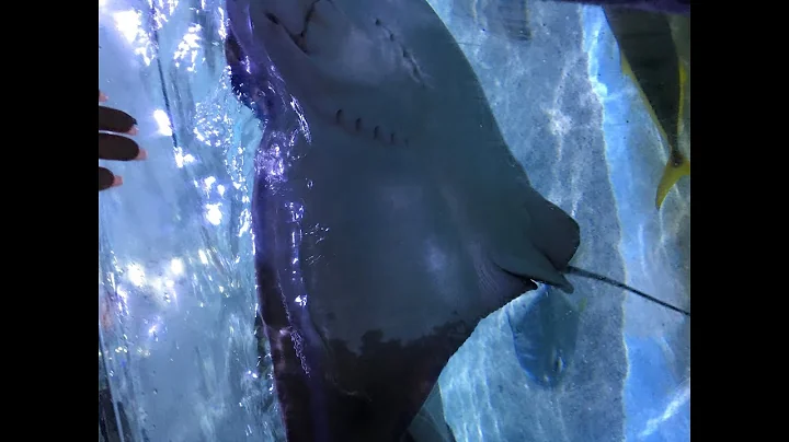 I GOT STUNG BY A STINGRAY//music video