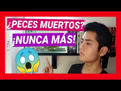 🤜😱10 PECES para