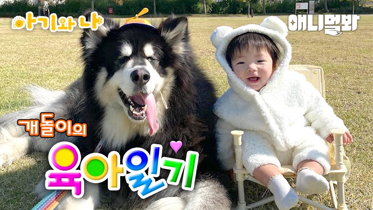 왕 크니까 왕 귀여운 말라뮤트와 아기의 우정(개돌 건후 모음zip)ㅣSo Adorable Malamute And Baby's Friendship