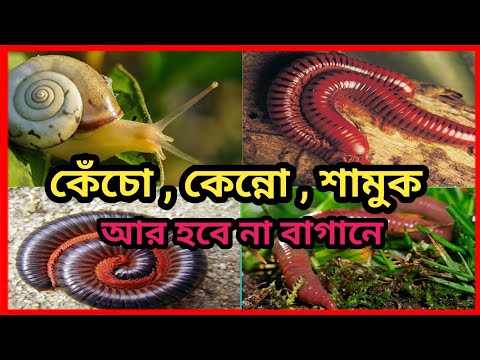 ভিডিও: কীভাবে শামুক বন্ধ করা যায়