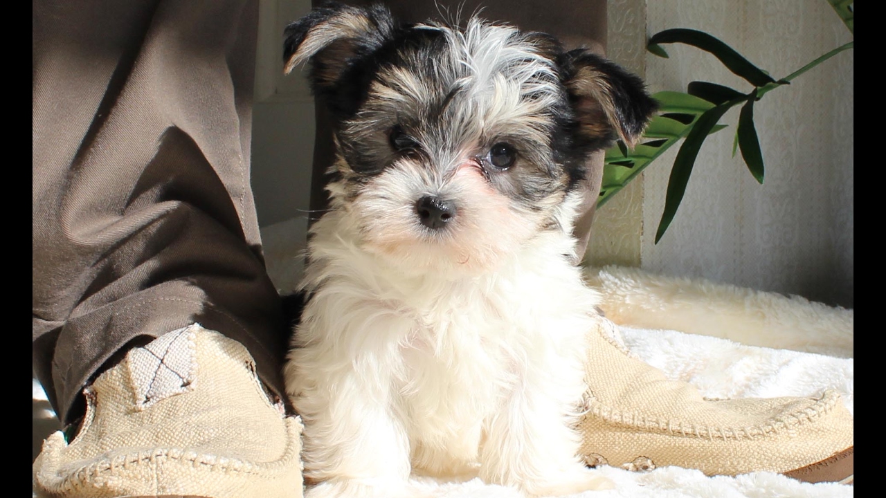 morkie puppies for sale