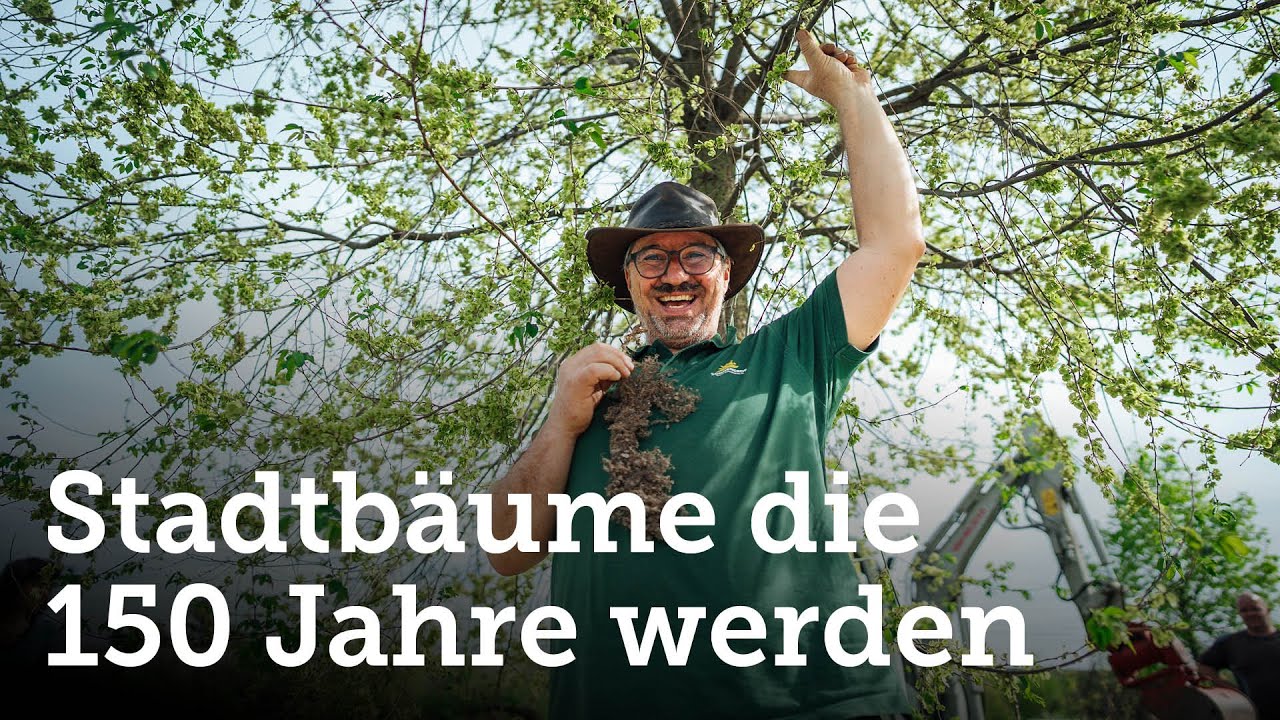 Grüne Metropolen: Durchbruch mit dem Stockholmer Baumpflanzsystem