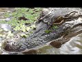 Cajun encounters honey island swamp tour louisiana 2022  what i saw