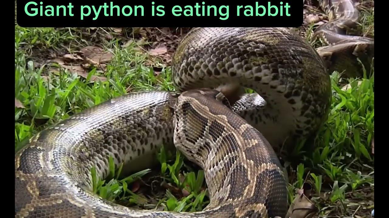 Python kills rabbit. Large python killing and eating rabbit. #viral# ...