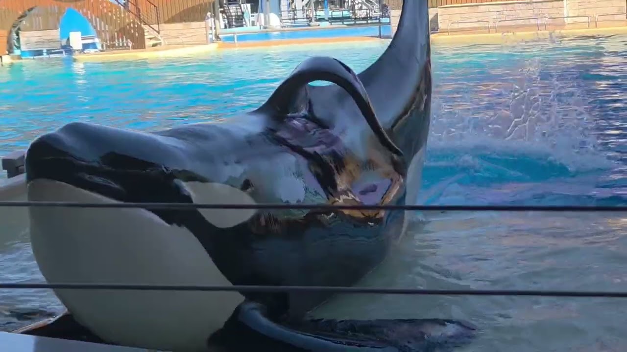 Seaworld Orlando 12-24-2025 || first show