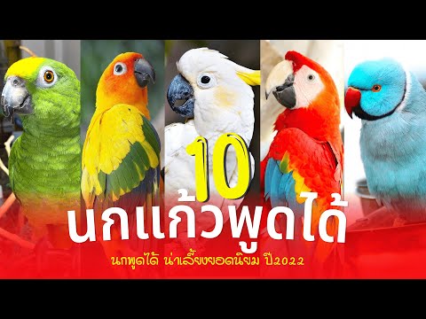 10 นกแก้วพูดได้ (นกพูดได้) ทั้งยังน่าเลี้ยงน่ารัก ยอดนิยมมากที่สุด ปี2022