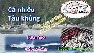 Người Việt đánh bắt cá Hồi thương mại ở Alaska - USA. Commercial fishing Salmon in Alaska  USA.