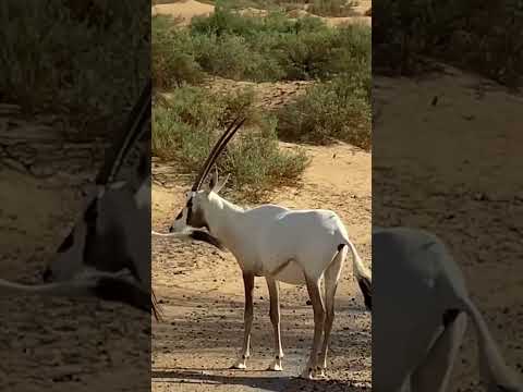 #Dubai Desert Conservation Reserve | Al Maha (Arabian Oryx) is a medium-sized antelope.