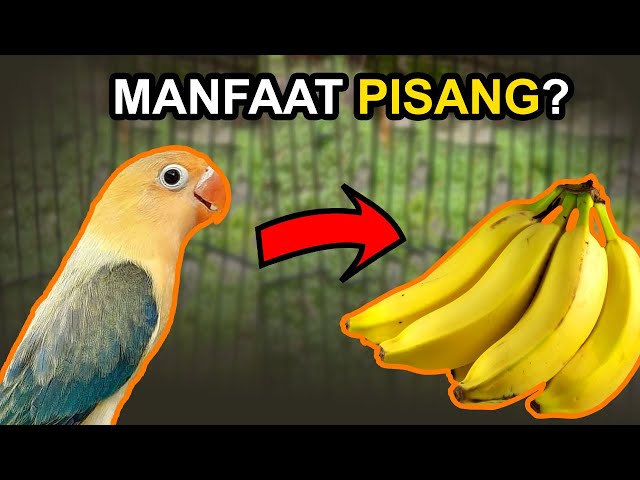 PISANG bermanfaat untuk LOVEBIRD? Berikut Penjelasannya class=