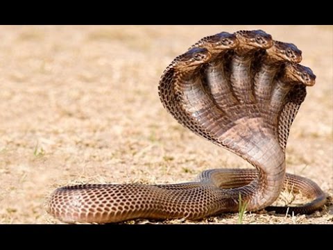The Proof of Five Headed Snake - YouTube