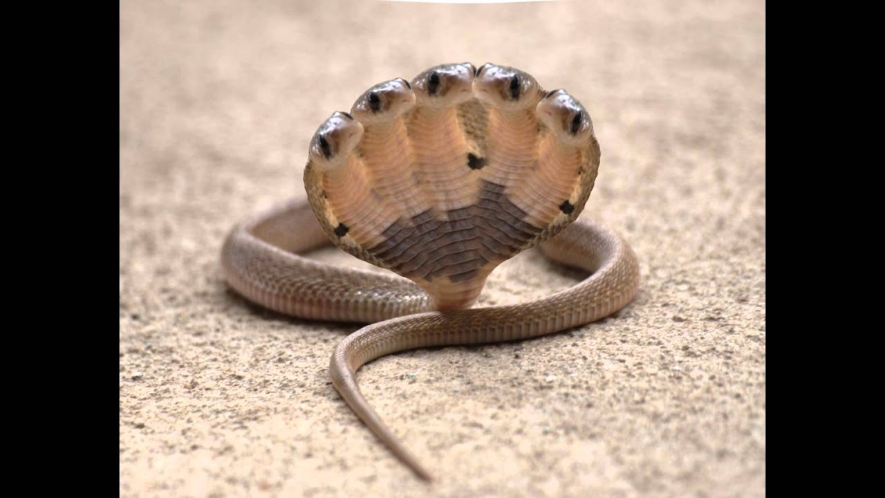 Five Headed Snake