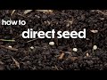 Direct Seeding versus Transplanting: How to Direct Seed | Farm your Yard