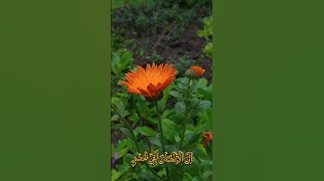 Surat Al-Asr ( with Arabic tax سور103) سورة العصر