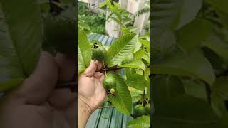 City life green view | Guava plant tips|  #greenview #guavafruit #takingcareguavaplant #greenlife