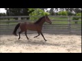 Fidelia s   furstenball  don schufro filly at 3 years old