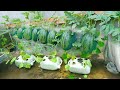 The method for growing watermelon hanging hammock for beginners the fruit is too big and sweet