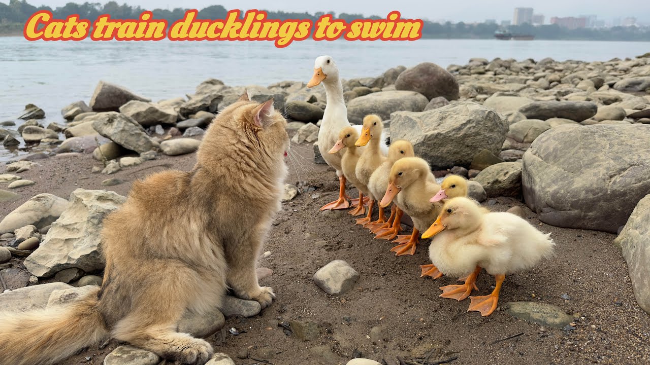 funny cat conquered the duckling and trained the duckling outdoors ...