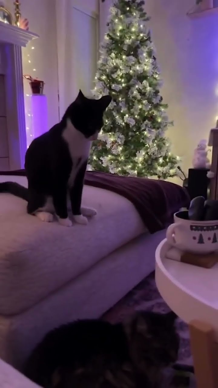 Très drôle le chat ? ? ? ? ? ?