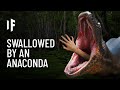 What If You Were Swallowed by an Anaconda?