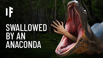 Will an anaconda attack a human?