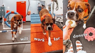 Taking My Boxer Dog To Her First Agility Class… or Donut Eating Contest? 🤪🍩🤭 by Roxie Boxie 592 views 1 year ago 5 minutes, 32 seconds
