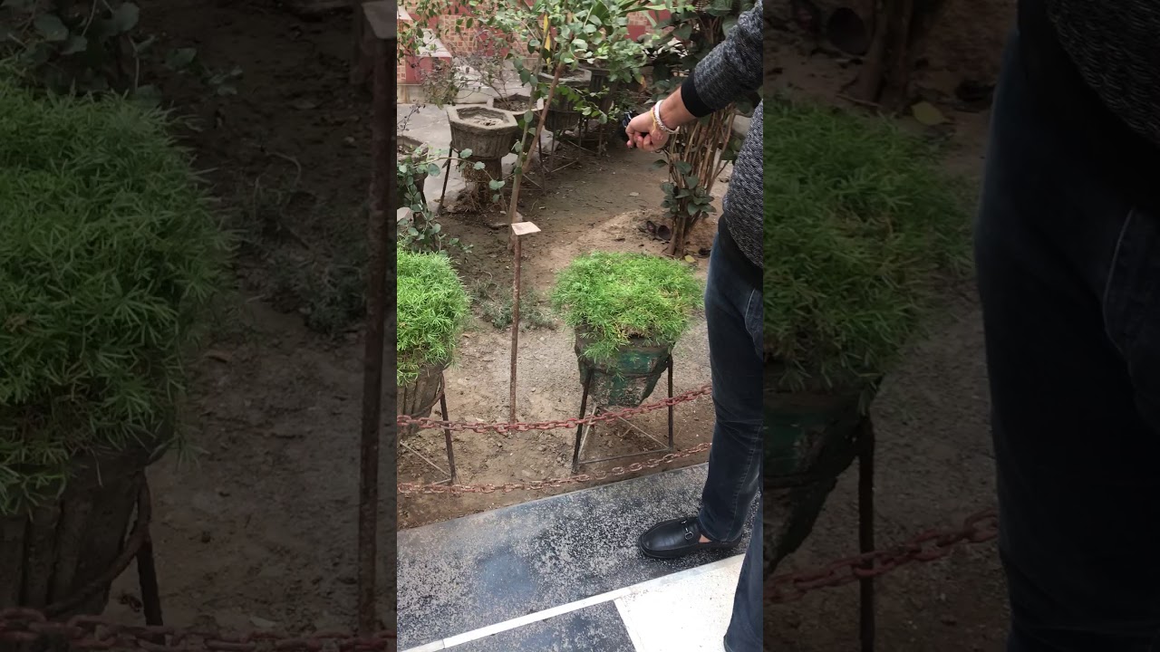 .32 bore revolver webley