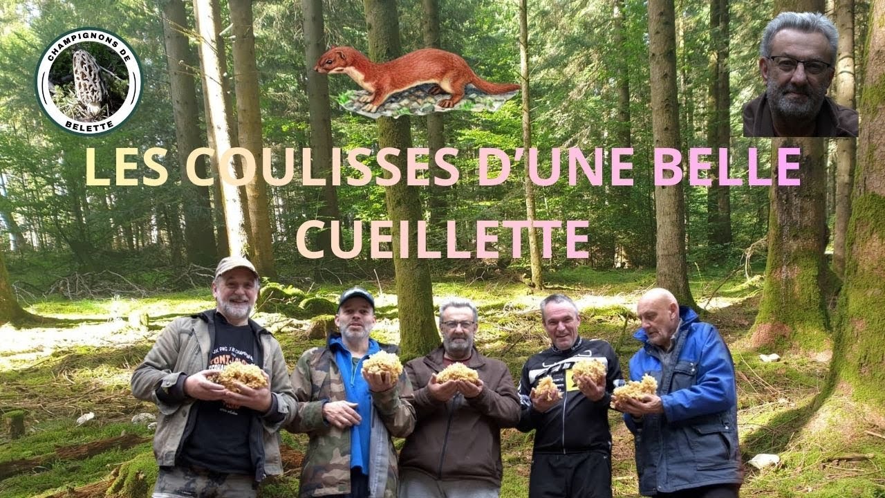 𝗟𝗘𝗦 𝗖𝗢𝗨𝗟𝗜𝗦𝗦𝗘𝗦 𝗗'𝗨𝗡𝗘 𝗕𝗘𝗟𝗟𝗘 𝗖𝗨𝗘𝗜𝗟𝗟𝗘𝗧𝗧𝗘 🌲🍄🍄‍🟫🌳