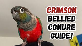 Crimson Bellied Conure Guide | Crimson Behaviour & Tips For Keeping Them | TheParrotTeacher