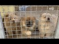 В Германии 101 щенка отобрали у нелегальных торговцев