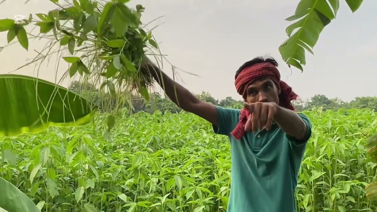 হাটে যাইবা না