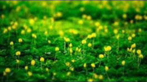 Cách trồng cây cỏ đậu phộng