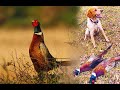 охота на фазана (Эпаньол бретон) - 2021
