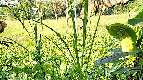 Wow! Amazing Polo Fishing Videos ! Best Big Fish Catching🐟Primitive fishing #fish #shorts #india