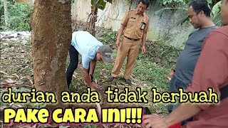 LOCAL DURIAN TO BEAR FRUIT || how to make a durian tree bear fruit abundantly