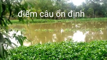 Câu cá rô đồng cá trê @chuachactv