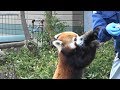 ２０１８福岡市動物園　レッサーパンダ　飼育員が紹介　可愛いね。